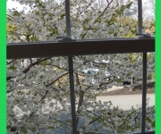 Detjen_Duke_01_Beauty Viewed Through A Window.jpg
