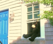 Dietrich_Doug_01_Bear Window, Blue Door_357.jpg