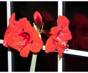 Scribner_Dick_02_Amaryllis in a Window.jpg