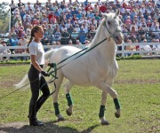 Alpaugh_Hilda_01_Lipizzaner Lesson