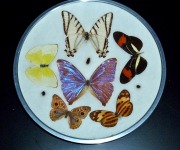 Betz_Barbara_01_Lepidoptera_P1060520
