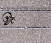 Blaise_Barbara_02_Lizzard