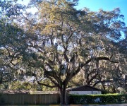 Blaise_Barbara_03_Live Oak Tree