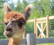 Blish_Carolyn_01_Long Lusciously Lashed Llama Looking at You_030