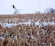 Bonekemper_Ed_01_Lots of Snow-Geese_100_2962