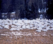 Bonekemper_Ed_02_Lots & Lots of Snow-Geese_100_2963