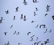 Bonekemper_Ed_03_Lots of Going Geese_100_2972