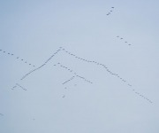 Dillon_Ron_03_Lines of Snow Geese