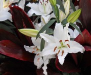 Gregory_Tom_01_Lilies of Longwood_0861_edited-1