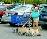 Griegel_Wayne_01_Leashes (with a twist) IMG_1714