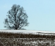 Griegel_Wayne_02_LEAFLESS IMG_2477