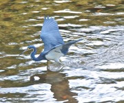 Janisak_Deb_01_Lightsome Landing_DSC_7730