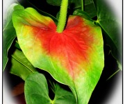 Linhart_Mary_01_Colorful Leaves