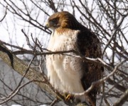 Mattson_Rena_01_Out on a Limb_