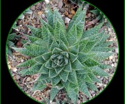Ottenheimer_Gail_03_Lace Aloe Plant_DSCN4417