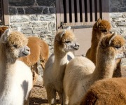 Poulos_Tony_01_Lama Look-alikes Looking Left
