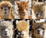 Poulos_Tony_02_Cute Lama Look-alikes