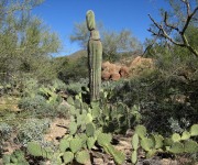 Randa_Ruth_01_Living Desert_IMG_6613