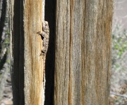 Randa_Ruth_02_Leapin' Lizard (qm) Not Exactly!_IMG_6625