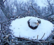 Sanford_Norm_02_Live from EagleCam - Snow Bound