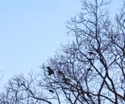 Schmieder_Ron_01_LOVE ... Somehting to Crow (QM) About_IMG_7679