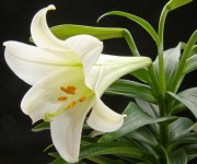 Scribner_Dick_03_Easter Lily for a Beautiful Person_Lily