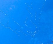 Tate_Phil_01_Lots and Lots of Snow Geese