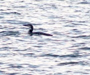 White_Susan_01_Love on the Lake - a Little Loon_