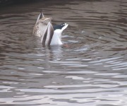 White_Susan_02_Love Under Water - a Loony Pair of Ducks_