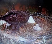 White_Susan_03_Love in the Nest - Little Litter of Eaglets