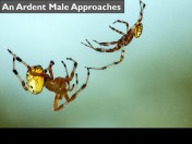 Slide121