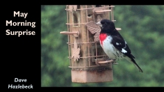 Slide17