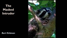 Slide31