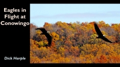 Slide17