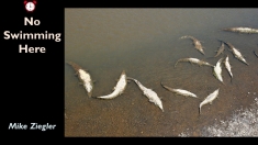 Slide186