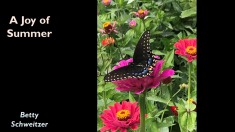 Slide62