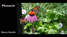 Slide19 Slide19