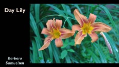 Slide50
